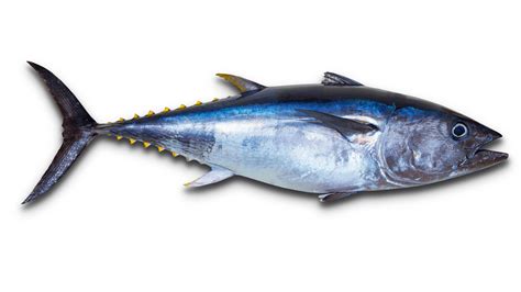 tuna fishing sydney